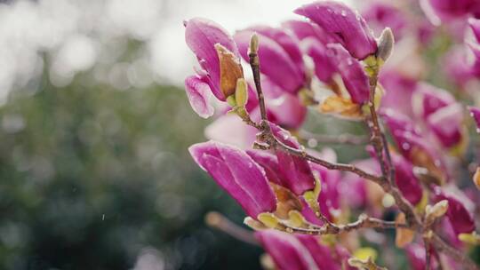 4K-乍暖还寒，玉兰花花开，玉兰花雪中绽放