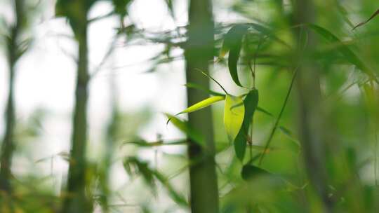 竹林  竹子  竹叶  绿色  阳光  植物