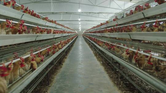 现代化养鸡厂2
