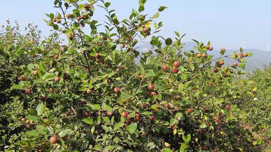 采茶籽 油茶果视频素材模板下载