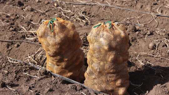 田地里袋装土豆