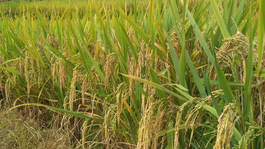 水稻稻谷农作物视频素材模板下载
