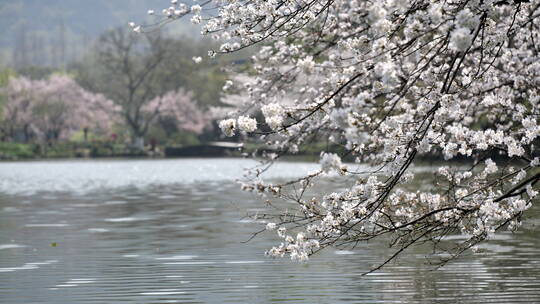 杭州西湖太子湾樱花