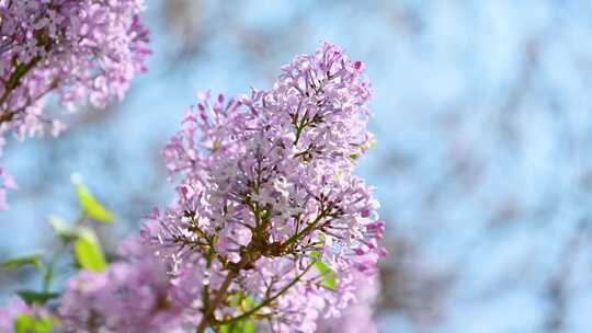 春天阳光下盛开的粉色紫丁香花朵花簇视频素材模板下载