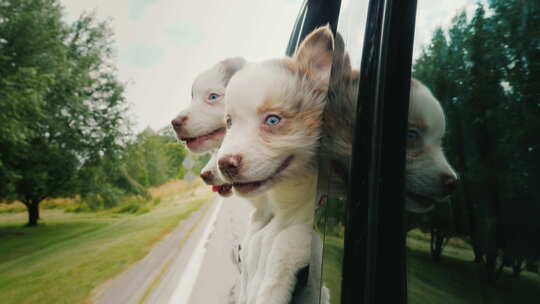 三只有趣的小狗偷看车窗外，旅行的狗