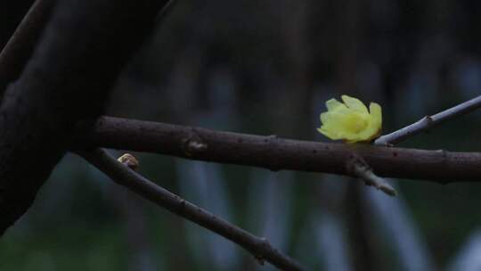 腊梅梅花绽放盛开