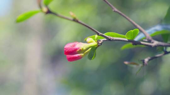 春天海棠花开花视频素材模板下载