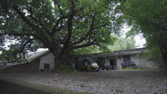 老街年代感建筑夏季树荫光影