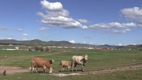 移动镜头牧场山坡上吃草的牛群