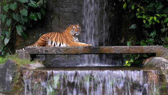 老虎躺在瀑布附近的岩石上泰国