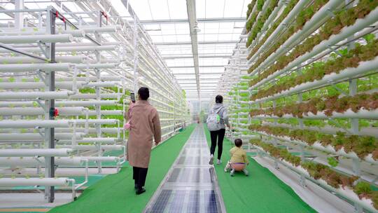 现代化的温室大棚-科技农业-蔬菜生菜种植