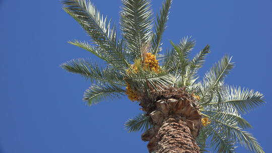 长在棕榈树上的果实微距镜头