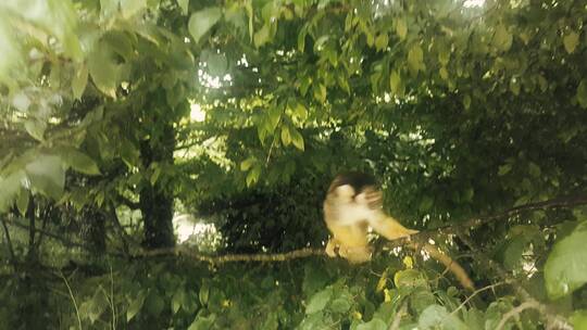高清实拍小松鼠猴在树枝上