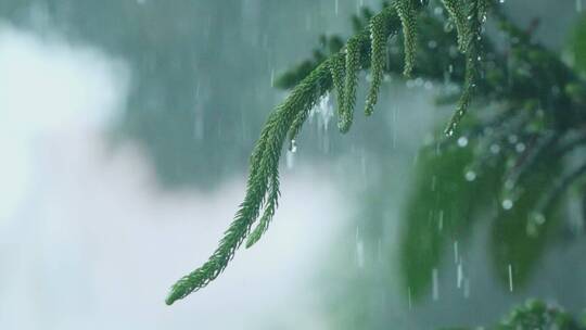 暴雨天气下的树枝滴水慢镜头视频素材