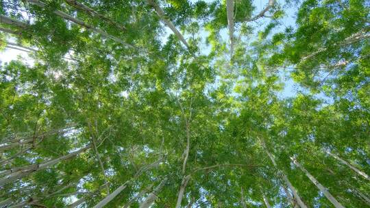 夏天阳光树荫树林森林桉树林速生桉仰拍仰视