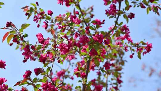 春天阳光下盛开的红色海棠花花朵花簇