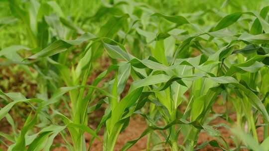 玉米苗种植生长
