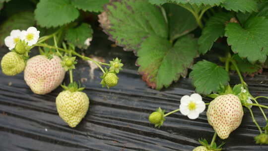 农民田间劳动种植蔬菜蔬菜大棚里的蔬菜草莓