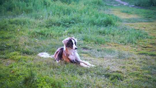 坐在草地里的小狗牧羊犬边牧