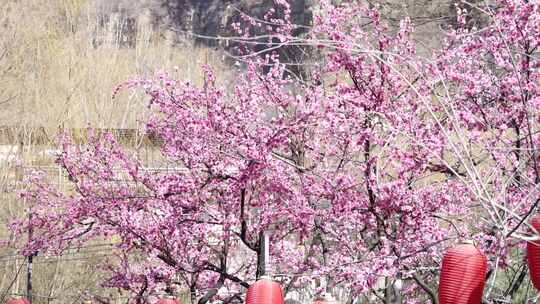 沕沕水生态风景区 梅花 粉色 植物 景色