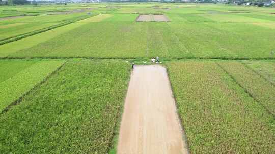 4K农业农田春夏秋冬种植三农田地田野航拍