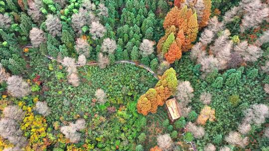 秋山金钱松公路