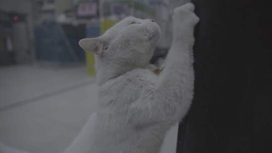 宠物医院猫咪 磨爪子视频素材模板下载