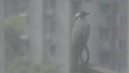 城市里的鸟类 小动物 阳台上的鸟 白头鹎