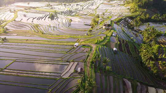 令人惊叹的稻田景观航拍视频