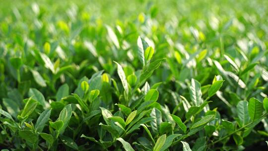 安溪茶园茶树茶叶特写绿色植物风景自然生态