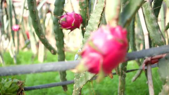 火龙果种植 火龙果树 仙人掌科植物