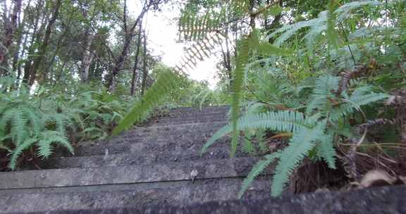 山城树林