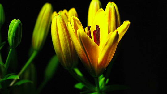 一朵黄色的花在时间流逝中开放