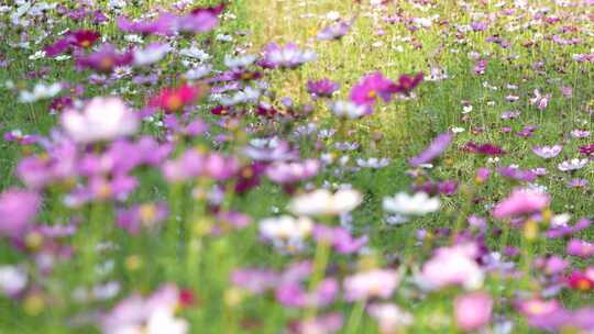 格桑花实拍