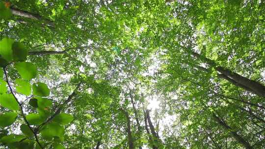 阳光照射下的森林美景视频素材模板下载