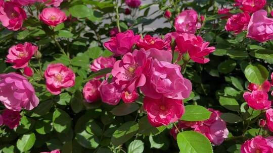 济南花园东路路边蔷薇花、月季花正盛开