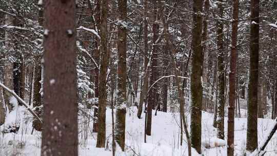 落雪的枝头 雪树枝 松树 自然 雪林视频素材模板下载