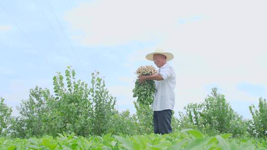 花生种植