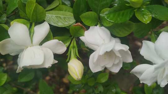 栀子花鲜花花朵盛开实拍