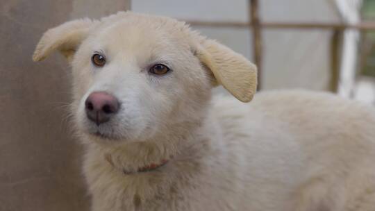 中华田园犬农村土狗看家狗