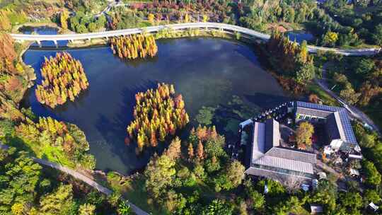 成都白鹭湾湿地公园秋季水杉红叶绿道航拍