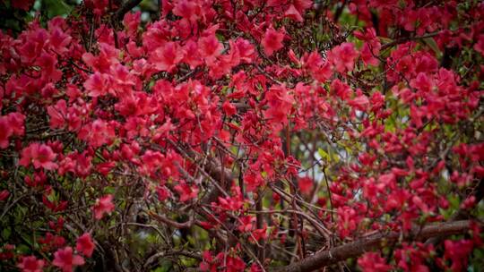 高山杜鹃花3