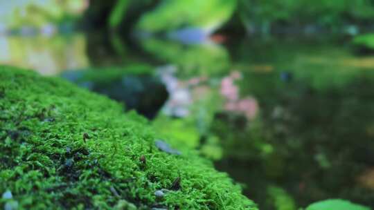 苔藓微视角意境自愈 唯美小溪泉水 山沟绿石