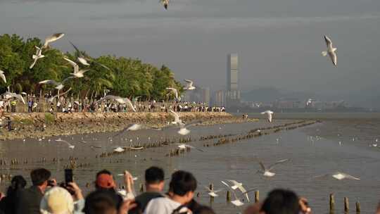 4K实拍深圳湾湿地公园海鸥候鸟栖息