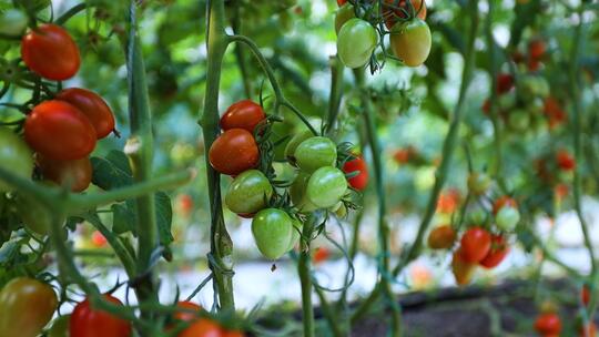 蔬菜大棚种植基地春季采摘视频素材模板下载