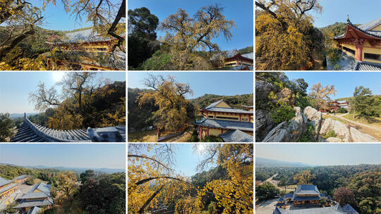 穿越机FPV航拍古寺秋景唐代千年银杏树高清在线视频素材下载