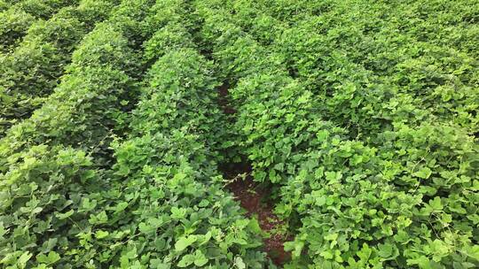 葛根大面积种植葛根基地航拍