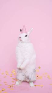 可爱的兔子戴派对帽竖屏