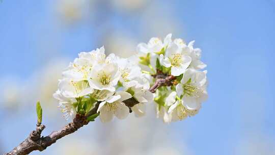 春天阳光下盛开的白色梨花蜜蜂采蜜