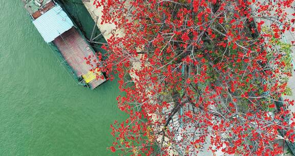 唯美意境古建筑旁盛开的木棉花岭南特色木棉